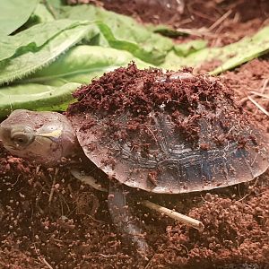 Cuora flavomarginata flavomarginata