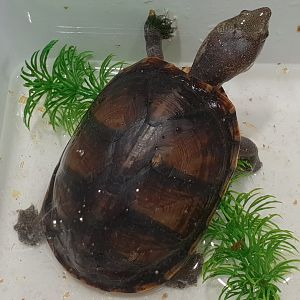 Kinosternon leucostomum