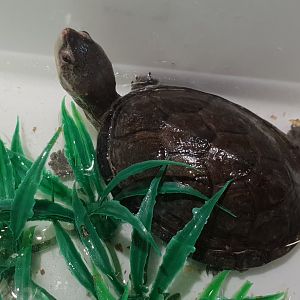 Kinosternon hirtipes