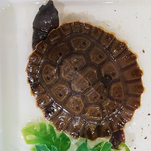 Elseya branderostris