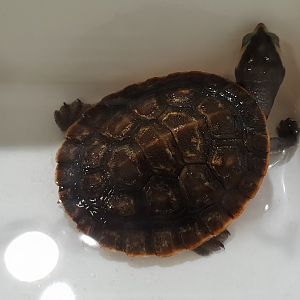 Emydura albertisii