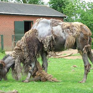 Bactrian Camel at Twycross 25/05/09