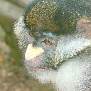 Red-tailed Guenon at Twycross 25/05/09