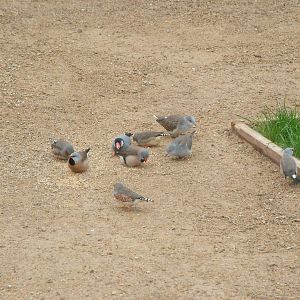 Finches at Twycross 25/05/09