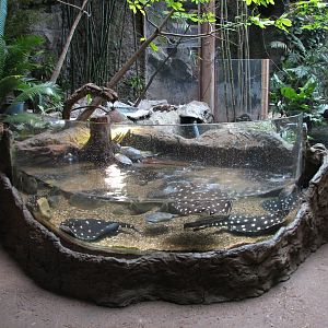 Spotted Ray Exhibit