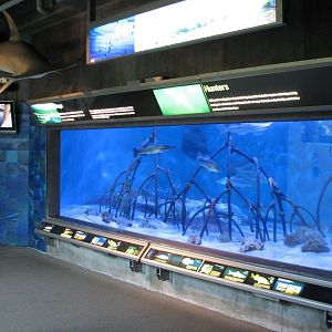 Shark Aquarium