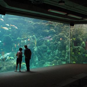 Coral Reef Aquarium