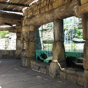 Range of the Jaguar Exhibit