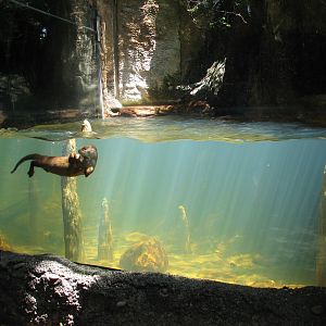 Florida Wetlands River Otter Exhibit