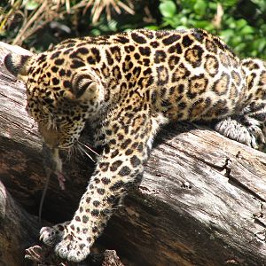 Tropics of the Americas Jaguar