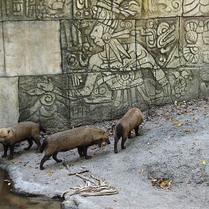 Tropics of the Americas Bush Dog Exhibit