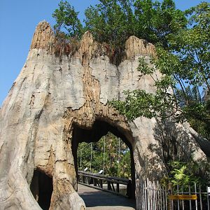 Tropics of the Americas Tree