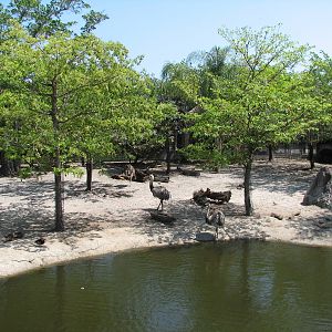 Tropics of the Americas Multi-species Exhibit