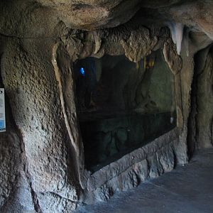 Tropics of the Americas Cave