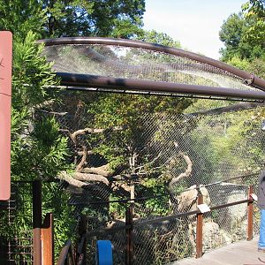 Asia Trail Clouded Leopard Exhibit