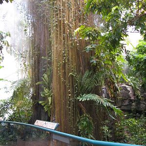 Tropical Forest Exhibit