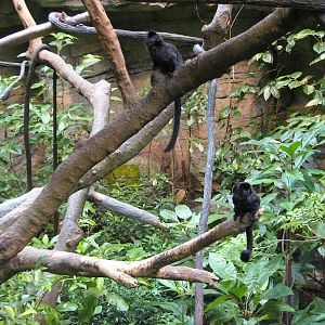 Tropical Forest Exhibit