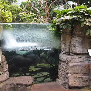 Tropical Forest Exhibit