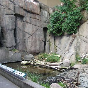 Laurentian Forest Exhibit