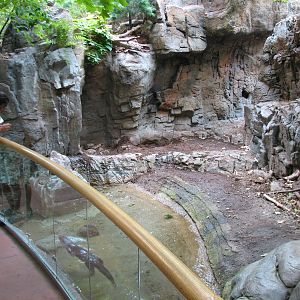 Laurentian Forest Exhibit