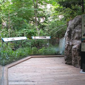 Laurentian Forest Exhibit