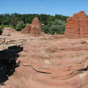 Eurasia Goat Exhibit