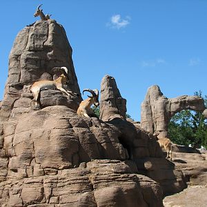 Eurasia Ibex Exhibit