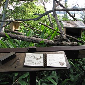Wild Asia Binturong Exhibit