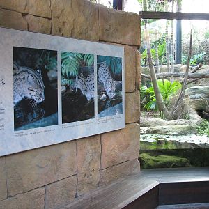 Wild Asia Fishing Cat Exhibit
