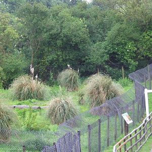Southern Cheetah exhibit