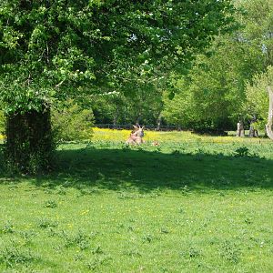 Chester Zoo - Roan Antelope