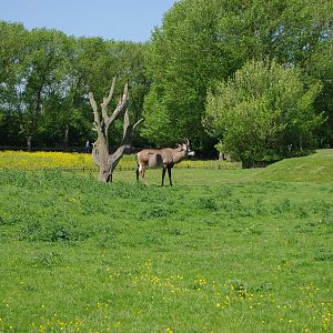 Chester Zoo - Roan Antelope