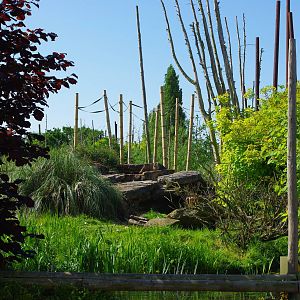 Chester Zoo - Monkey Island