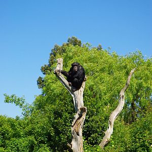 Chester Zoo - Chimpanzee