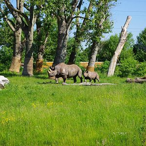 Chester Zoo - Black Rhino