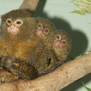 pygmy marmoset - dad with his twins