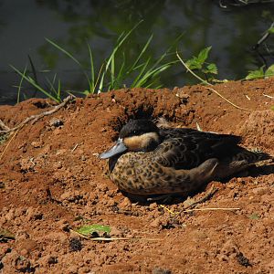Hottentot Teal