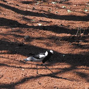 Blacksmith Plover