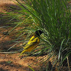 Black Headed Village Weaver