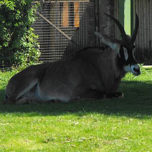 Roan Antelope