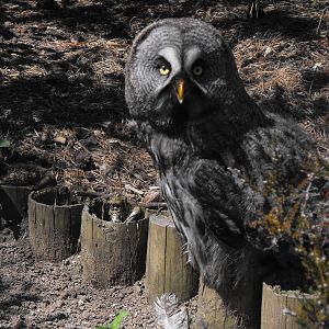 European Great Grey Owl