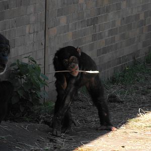 Chimpanzee