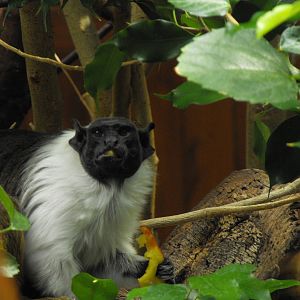 Pied Tamarin