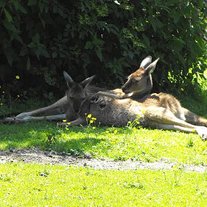 Western Grey Kangaroos