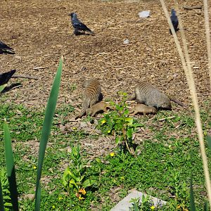Chester Zoo - Banded Mongoose