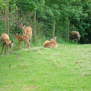 Deer herd, Birmingham Nature Centre