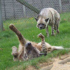 Striped Hyenas