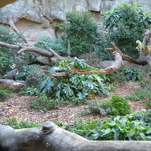 De Brazza Guenon exhibit