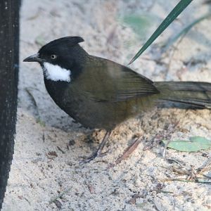 Eastern Whipbird