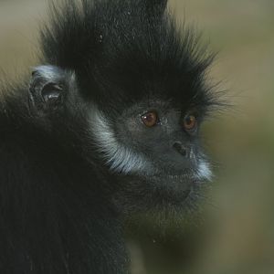 Francois Langur